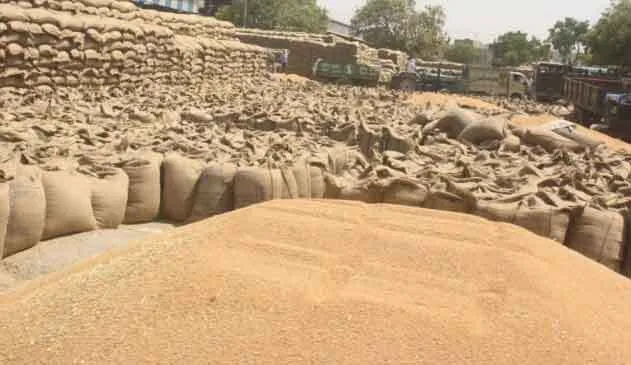 पौने छह लाख परिवारों को होगा निशुल्क गेहूं  का वितरण