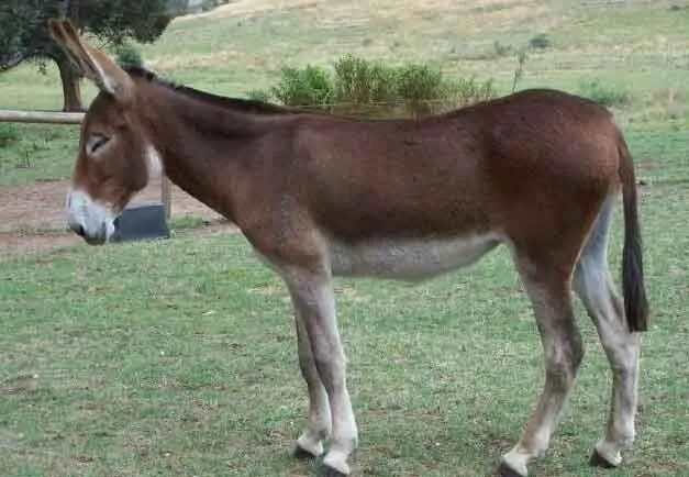 गधा 96 किलोमीटर की दूरी से दूसरे गधे को सुनने में सक्षम है