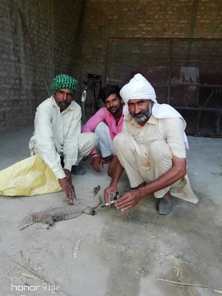 बेजुबान गोयरे का करवाया इलाज, बच्चों की तरह कर रहे हैं उसकी देखभाल