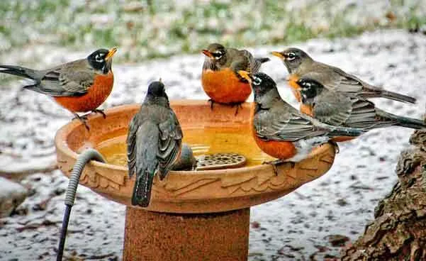 लू के थपेड़ों से झुलसा उत्तर भारत , अगले 5 दिनों तक गर्मी से राहत के आसार नहीं: मौसम विभाग