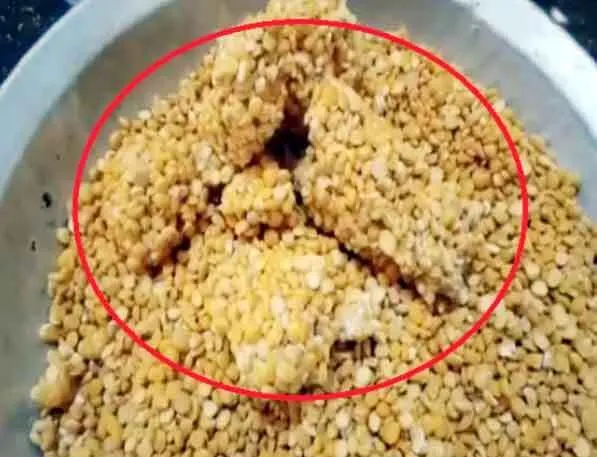 केन्द्र ने हरियाणा में गरीबों के लिए भेजी फंगस लगी दाल