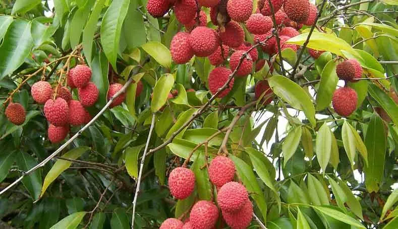 शाही लीची तैयार, जल्द देगी बाजार में दस्तक