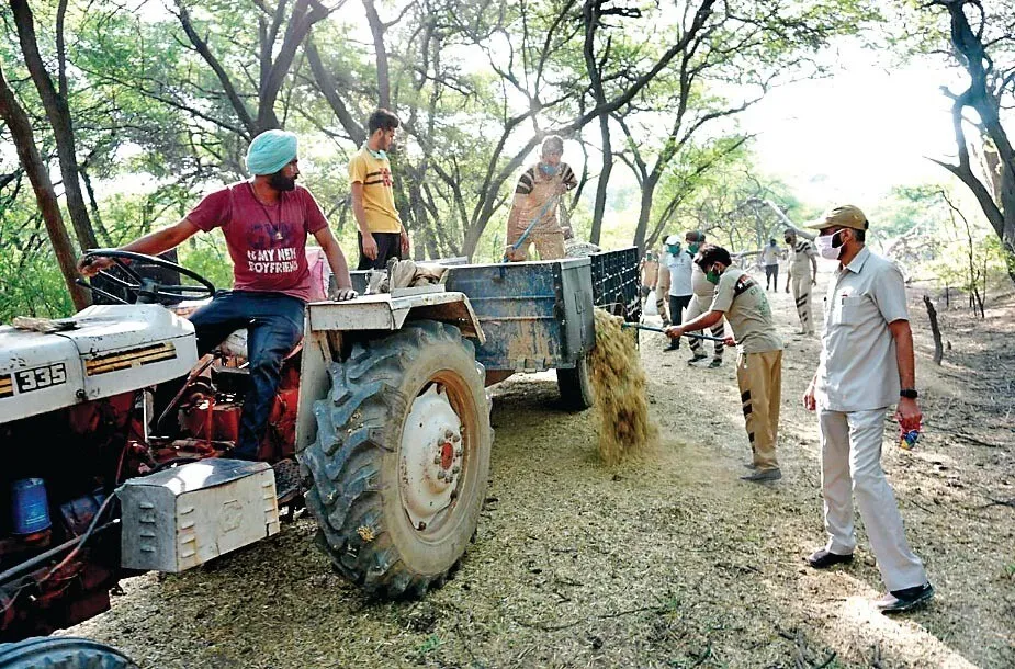 डेरा श्रद्धालु पशुओं व जानवरों का भी रख रहे ख्याल