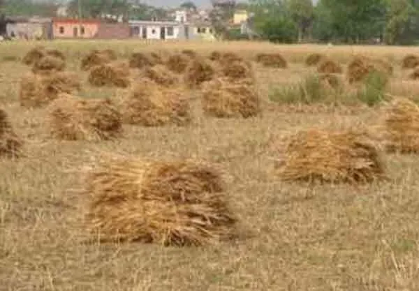 कृषि विशेषज्ञों की किसानों से गेहूं के अवशेष न जलाने की अपील