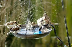 Rajasthan, Save Birds, Missing Birds Voices