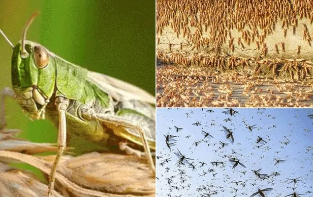 मानसून से पहले टिड्डियों को भगाना होगा