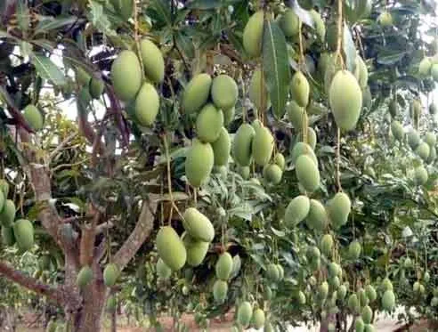 आम की 23 वैरायटी ने किसानों को किया आकर्षित
