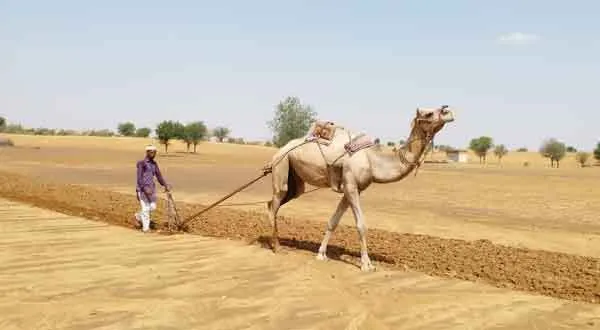 Rajasthan : बरसात होते ही किसान चले खेत, बिजाई शुरू