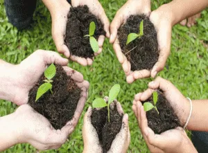 Devotees of Dera Sacha Sauda will plant trees on holy Avatar Day
