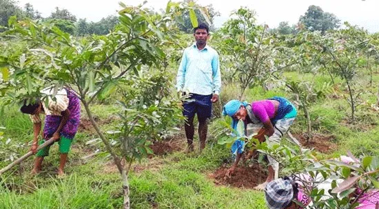 नरेगा से मिला खेतों में रोजगार और बढ़ेगी हरियाली