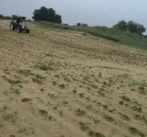 Locust party wreaking havoc on crops again