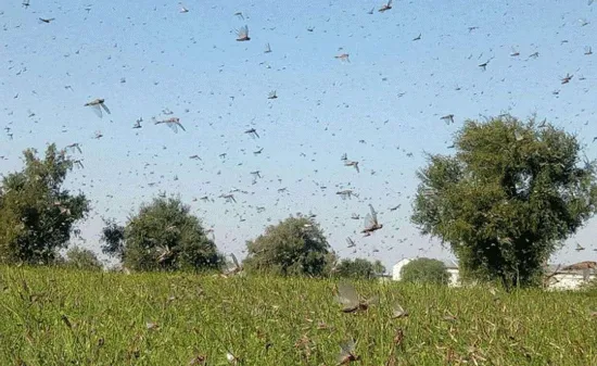 फसलों पर फिर कहर बरपा रहा टिड्डी दल