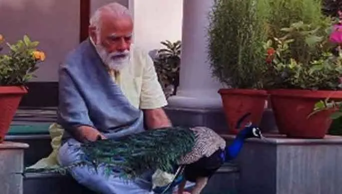 प्रधानमंत्री का प्रकृति प्रेम, मोर मांगे मोर