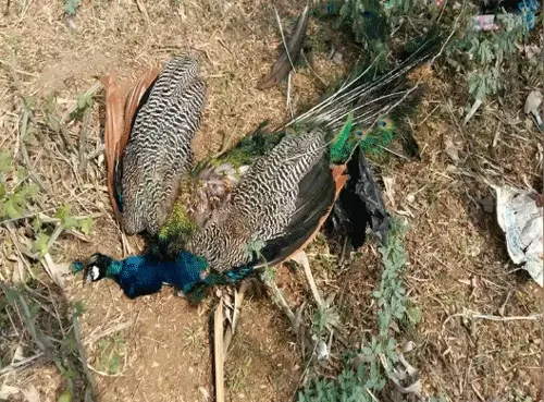 पीएफए ने मोर सहित 119 पक्षियों के शिकार की एफआईआर दर्ज कराई
