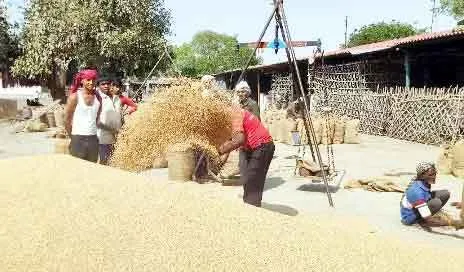 सरकार का बड़ा फैसला, गेहूं की एमएसपी 50 रुपए प्रति क्विंटल बढ़ी