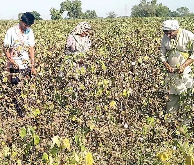 बुझे मन से नरमें की चुगाई में जुटे किसान