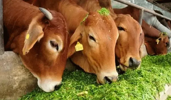 पशु किसान क्रेडिट कार्ड के लिए लगाएं विशेष शिविर’