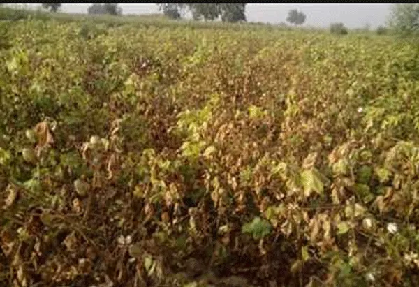 साहब! ऐसे ही फसल बर्बाद होती रही तो मर जाएगा किसान