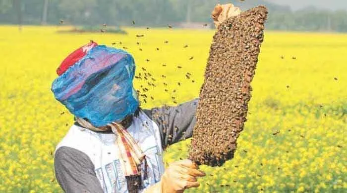 मधुमक्खी पालकों व शहद के व्यवसाय के उत्थान के लिए प्रदेश में नया मिशन लागू: डीसी