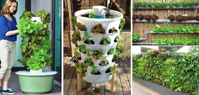 Kitchen Gardening in Hindi: किचन गार्डनिंग अपनाएं, ताजा सब्जियां खाएं