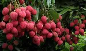Lychee Immunity