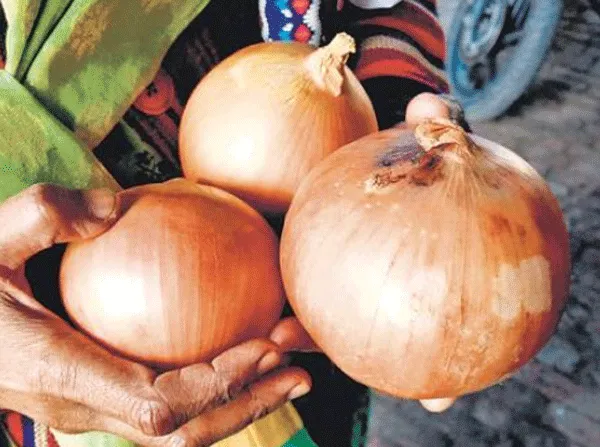 घट सकते है प्याज के दाम
