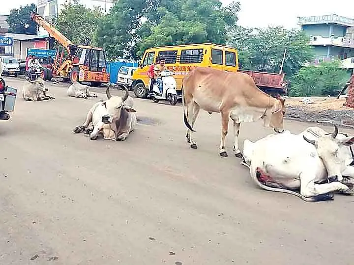 अंबाला छावनी में दूर होगी आवारा पशुओं की समस्या