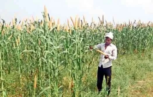 …ऐसे तो एक साल में खरीदा जाएगा बाजरा