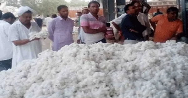 खुलासा: कपास खरीद में कटौती के नाम पर लाखों का गबन