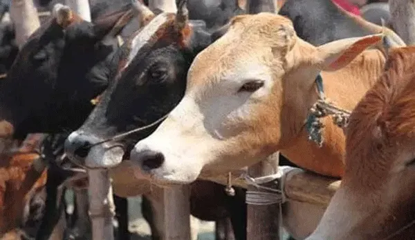 प्रदेश में 16 लाख परिवारों के पास दुधारू पशु : कृषि मंत्री