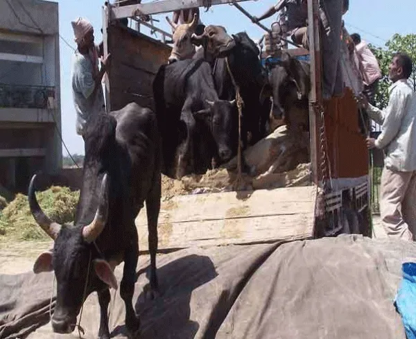 हरियाणा सरकार गो तस्करी के खिलाफ करेगी कार्रवाई