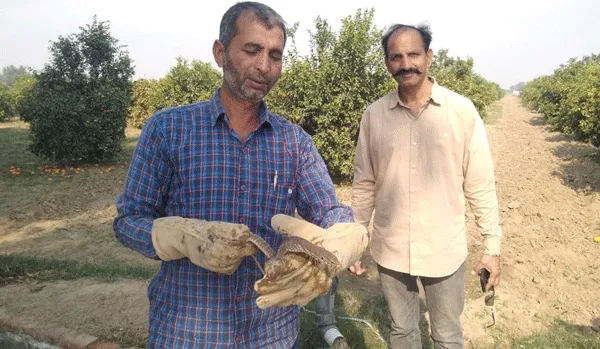 स्नेकमैन ने पकड़ा जिंदा गोयरा