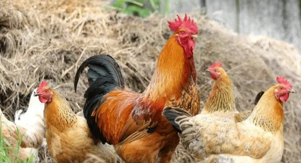 ब्रिटेन में पक्षी पालन करने वालों पर पाबंदी
