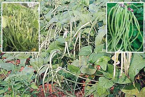 लोबिया फसल बिजाई से लेकर कटाई तक
