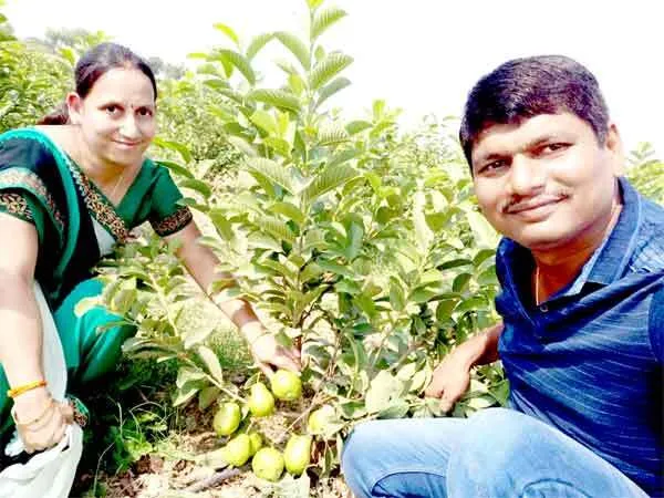 सफल किसान: लक्ष्मी-मनोज खंडेलवाल ने अमरूद की खेती से बनाई पहचान