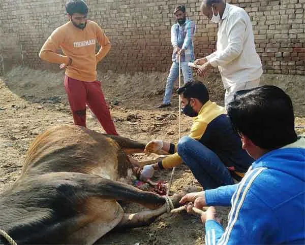 बेजुबान बेल का ईलाज करवाकर दिखाई इन्सानियत