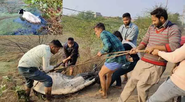 जीव सुरक्षा मुहिम: डेरा श्रद्धालु बेजुबानों का बांट रहे दर्द