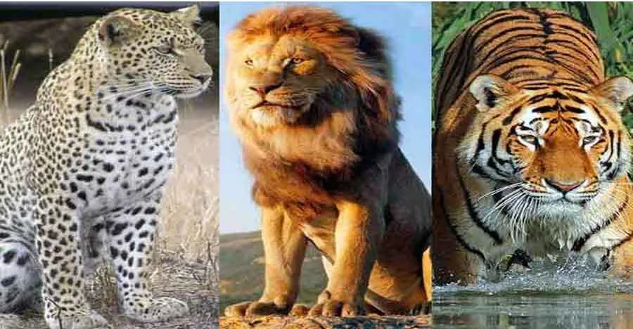 वन्य जीवों का सरंक्षण