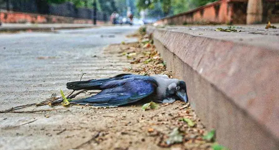 क्या यह केवल बर्ड फ्लू है?