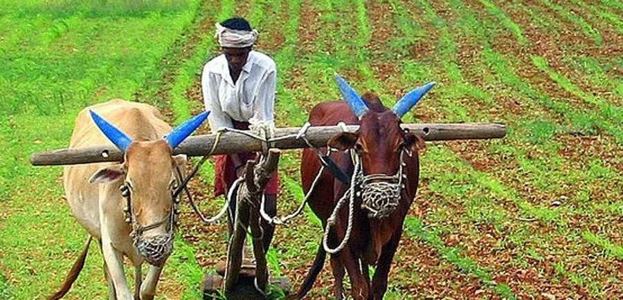 आबूसर में किया जा रहा है जीरो बजट खेती का प्रयोग