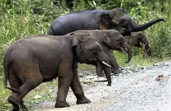 हाथियों के हमले से तीन ग्रामीण की मौत