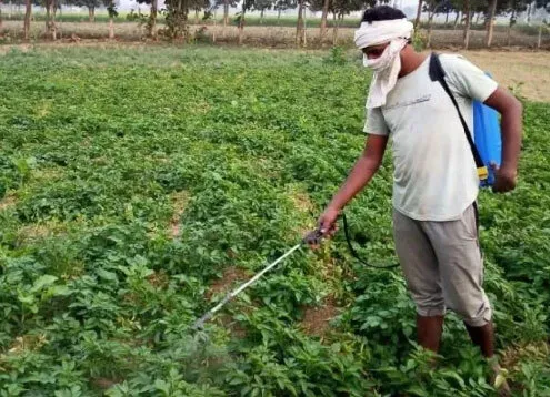 झुलसा रोग से बचाने के लिए आलू की फसल में सिंचाई जरूरी