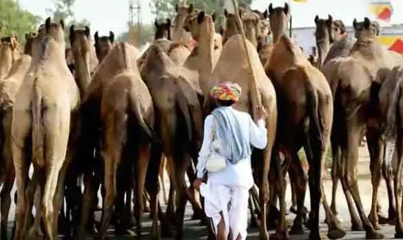ऊंटों के लिए 23 करोड़ 65 लाख की बनाई योजना : कटारिया