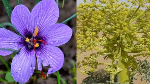 हिमाचल में हींग व केसर की खेती की शुरूआत