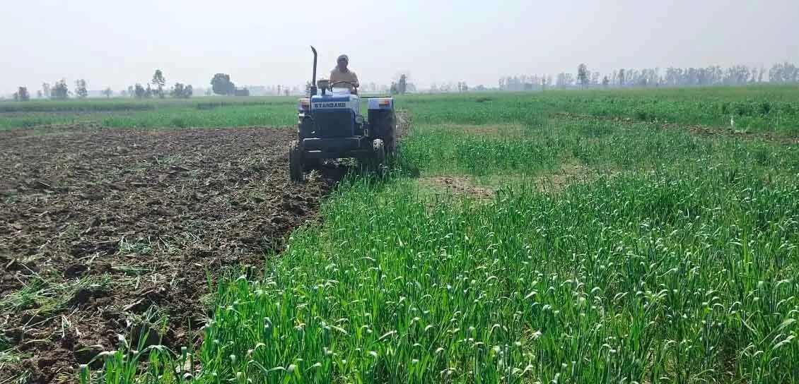 झज्जर में 3 एकड़ फसल पर चलाया ट्रैक्टर