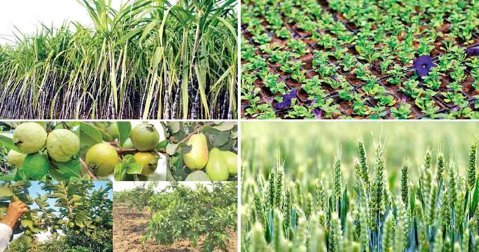 किसानों द्वारा मार्च माह में किए जाने वाले कृषि कार्य
