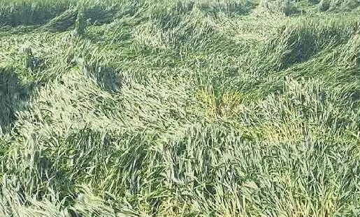बारिश और धूलभरी आंधी से फसलों को नुकसान