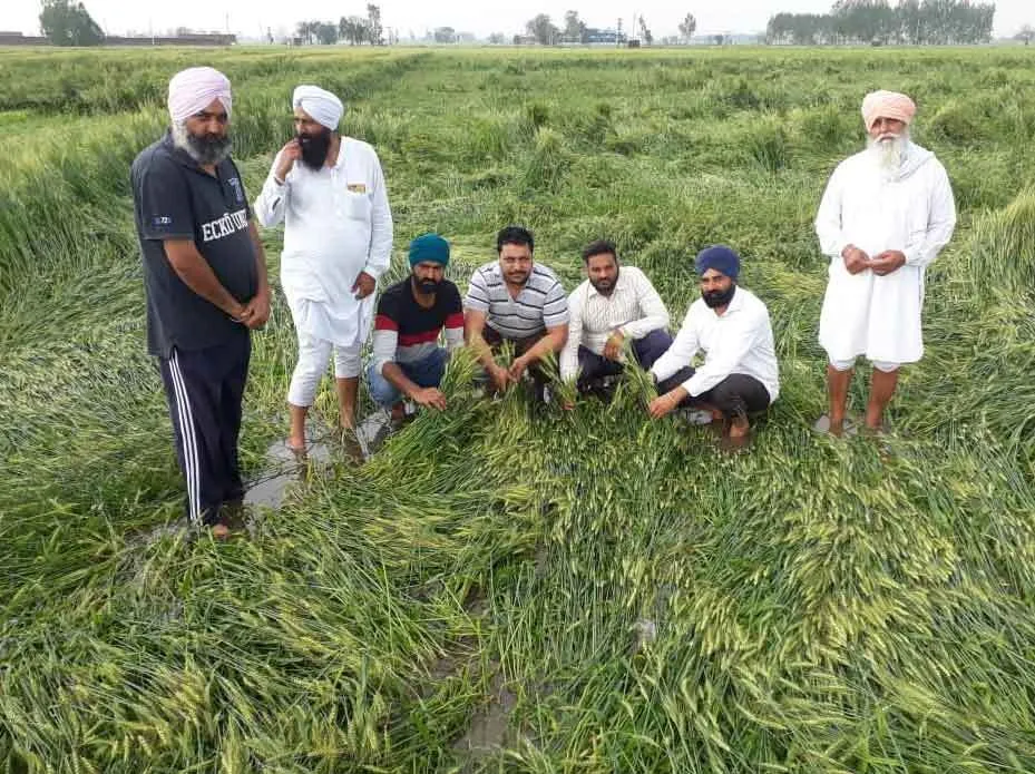 पटियाला में हुई भारी औलावृष्टि, गेहूँ की फसल का हुआ ज्यादा नुकसान