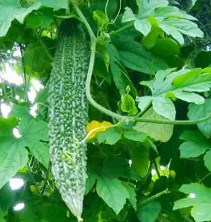 Karela Ke Fayde: डायबिटीज ही नहीं इन बीमारियों का भी काल है करेला