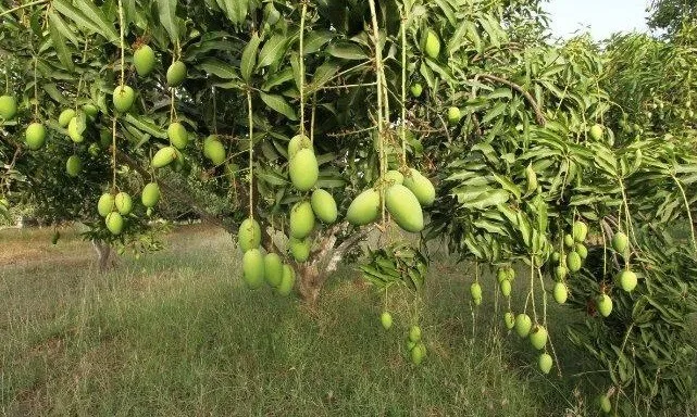 कोरोना के साथ आम के बागों पर भी देना होगा ध्यान